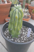 Crested Cactus Myrtillocactus Geometrizans Bare Root Unique Succulent Plant