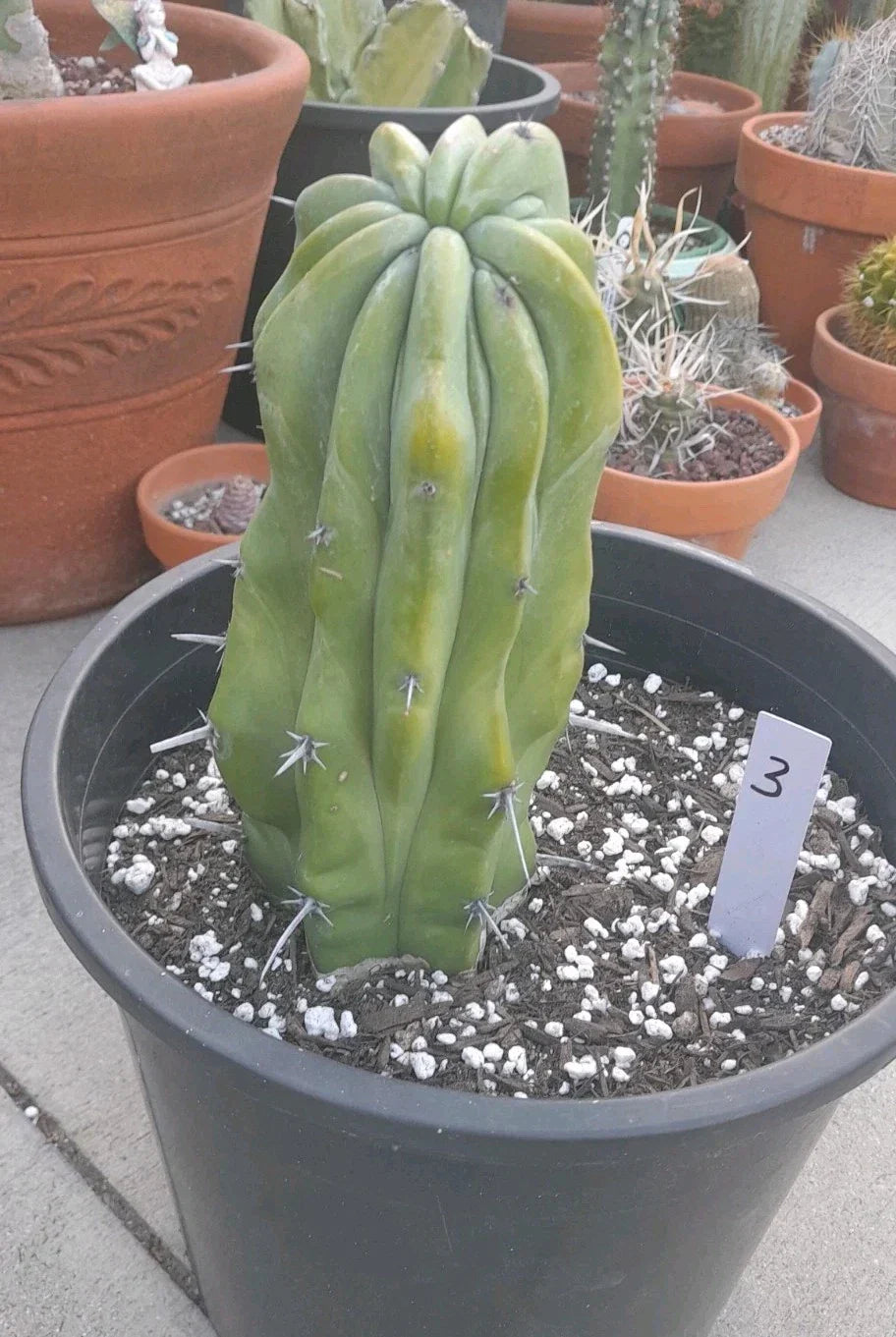 Crested Cactus Myrtillocactus Geometrizans Bare Root Unique Succulent Plant