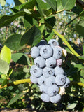 Polaris Blueberry Plant - Rooted 4-Inch Pot, Vaccinium corymbosum, High Yield, Zones 3-7, Sweet, Juicy Berries