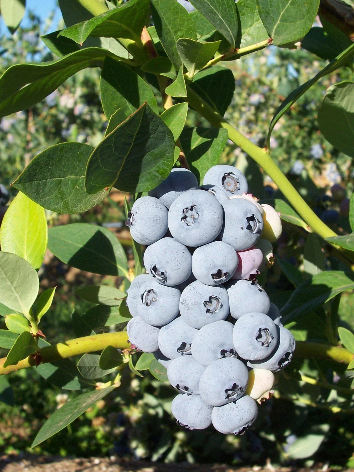 Polaris Blueberry Plant - Rooted 4-Inch Pot, Vaccinium corymbosum, High Yield, Zones 3-7, Sweet, Juicy Berries