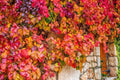 Virginia Creeper Live Vine Seedlings 1 Pack | Parthenocissus quinquefolia | Climbing Vine for Garden, Fences, Walls