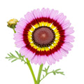 Painted Daisy Seeds - Tricolor Autumn Mix, Large Flowers, Chrysanthemum carinatum, Annual Flowering Plants, 2000+ Seeds