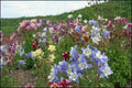 Columbine Seeds - Dragonfly Mix, Colorful Wildflower Garden Seeds for Pollinator-Friendly Planting, Aquilegia caerulea