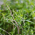 Summer Savory Herb Seeds - 200 Heirloom Seeds, Satureja hortensis, Aromatic Green Annual Perennial for Culinary & Garden Use