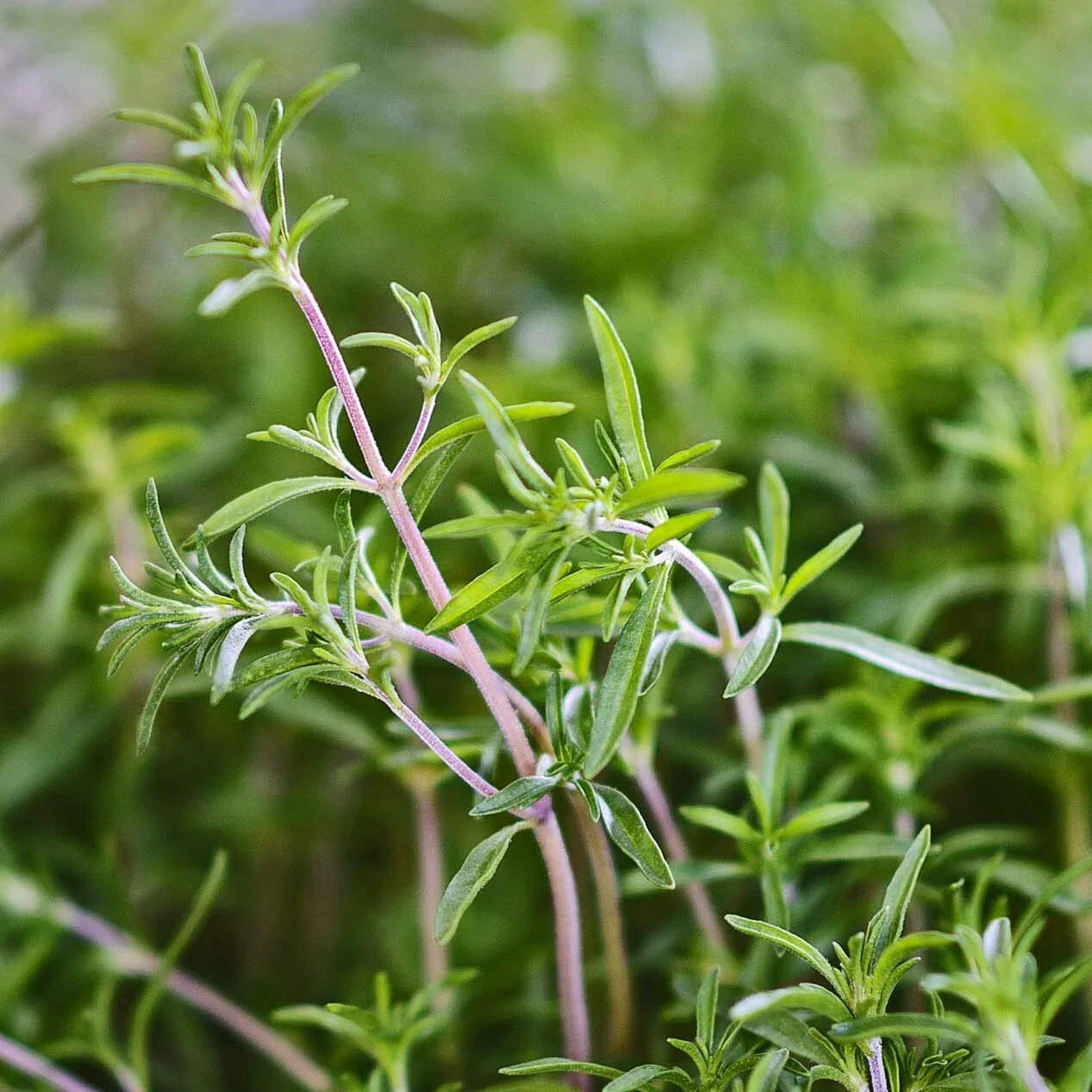 Summer Savory Herb Seeds - 200 Heirloom Seeds, Satureja hortensis, Aromatic Green Annual Perennial for Culinary & Garden Use