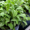 Broadleaf Sage Seeds - Salvia Officinalis Herb Garden Seeds for Culinary Use, Perennial, Full Sun, Non-GMO, 2025