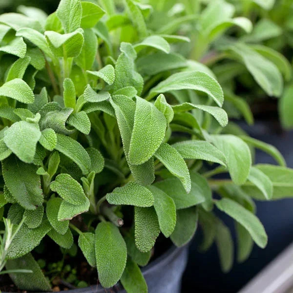 Broadleaf Sage Seeds - Salvia Officinalis Herb Garden Seeds for Culinary Use, Perennial, Full Sun, Non-GMO, 2025