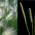 Creeping Meadow Foxtail Seeds - 250+ Pack for Landscaping, Natural Meadow, Alopecurus myosuroides
