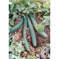 Italian Cucumber Seeds - Treated Non-GMO Cucumis sativus for Home Gardening, High Yield, Vining, Crisp Cucumbers