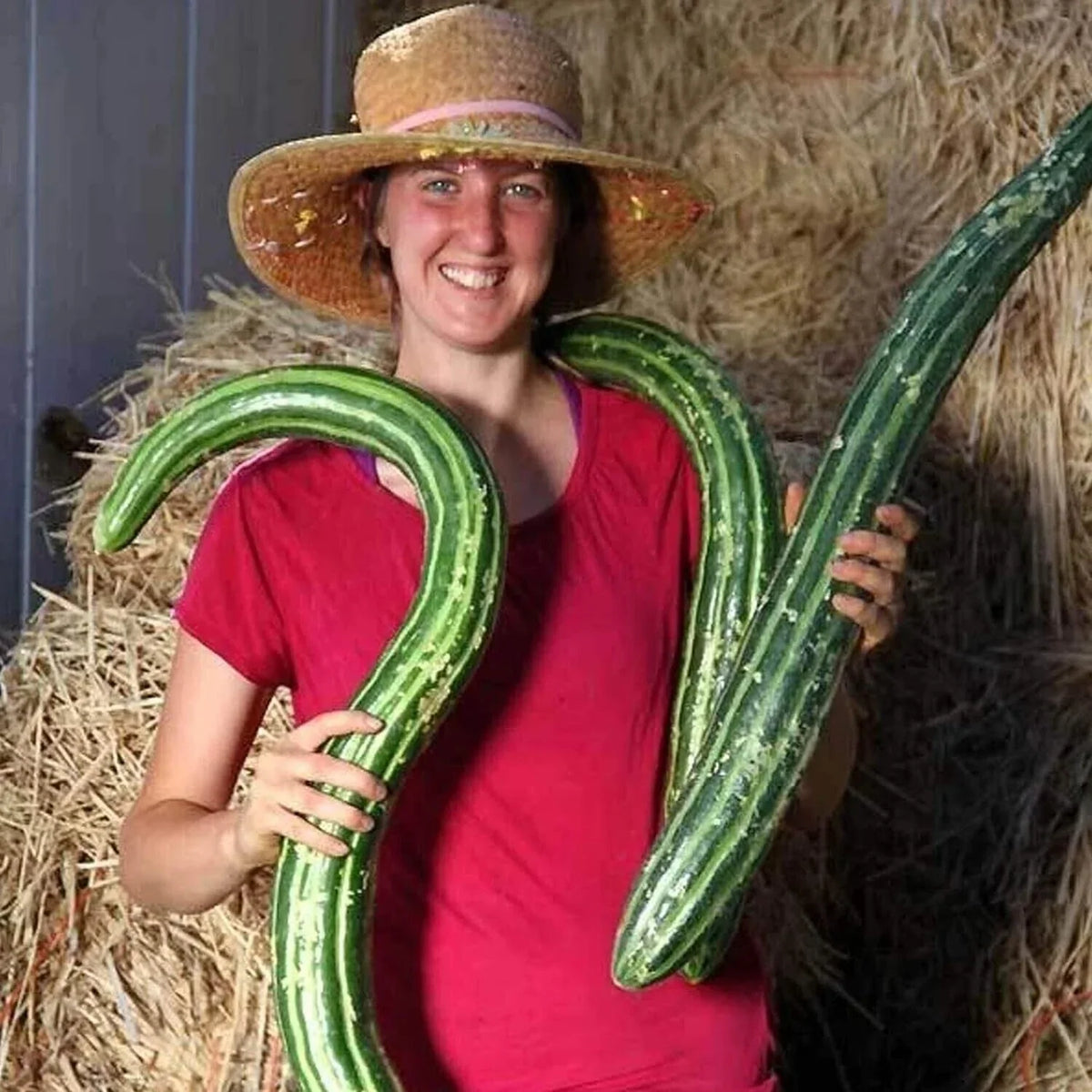 Organic Heirloom Painted Serpent Cucumber Seeds - Non-GMO, Striped Variety, Cucumis sativus, Vining, 25+ Seeds