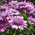 Double Purple Cape Daisy Seeds - Osteospermum ecklonis, 50+ Seeds for Garden, Flowering Plant, Full Sun, Borders & Containers