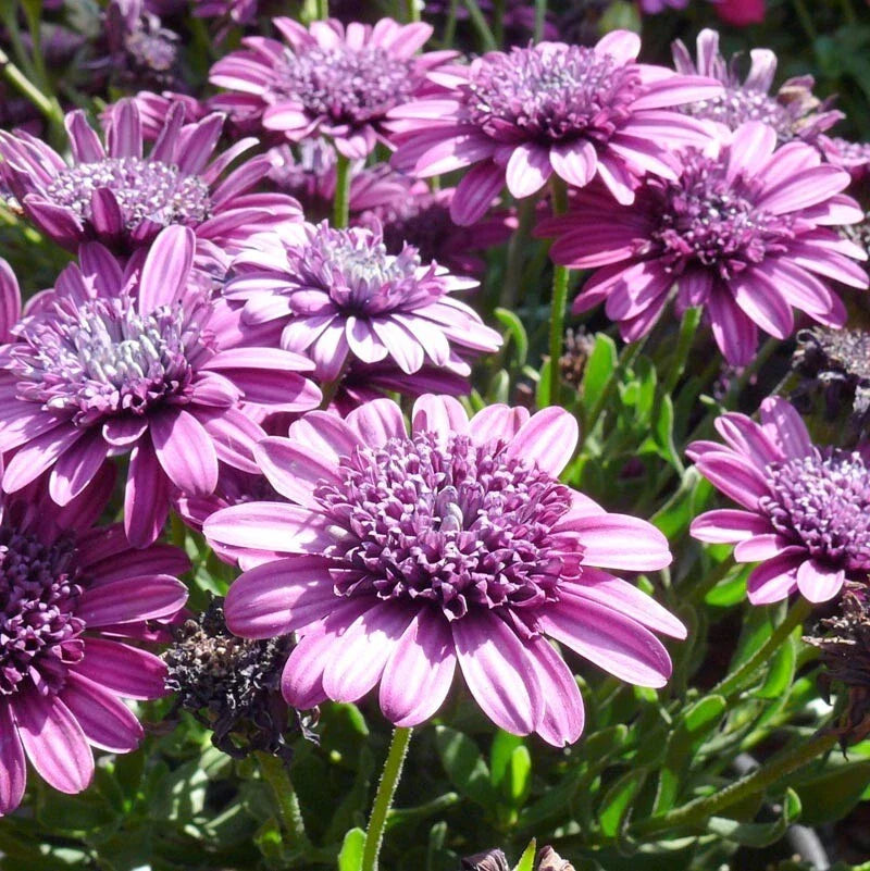 Double Purple Cape Daisy Seeds - Osteospermum ecklonis, 50+ Seeds for Garden, Flowering Plant, Full Sun, Borders & Containers