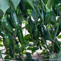 Capitan F1 Hot Pepper Seeds – 25+ Non-GMO Capsicum annuum for Garden Planting, Spicy Peppers, Container or Bed Growth