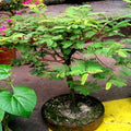 Tamarind Tree Seeds - 5 Pack - Tropical Fruit Plant - Tamarindus indica - Bonsai & Garden Growth