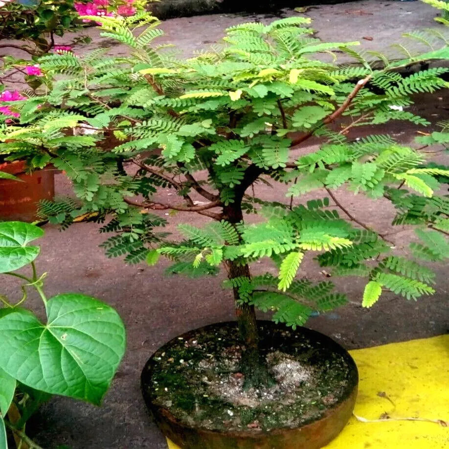 Tamarind Tree Seeds - 5 Pack - Tropical Fruit Plant - Tamarindus indica - Bonsai & Garden Growth