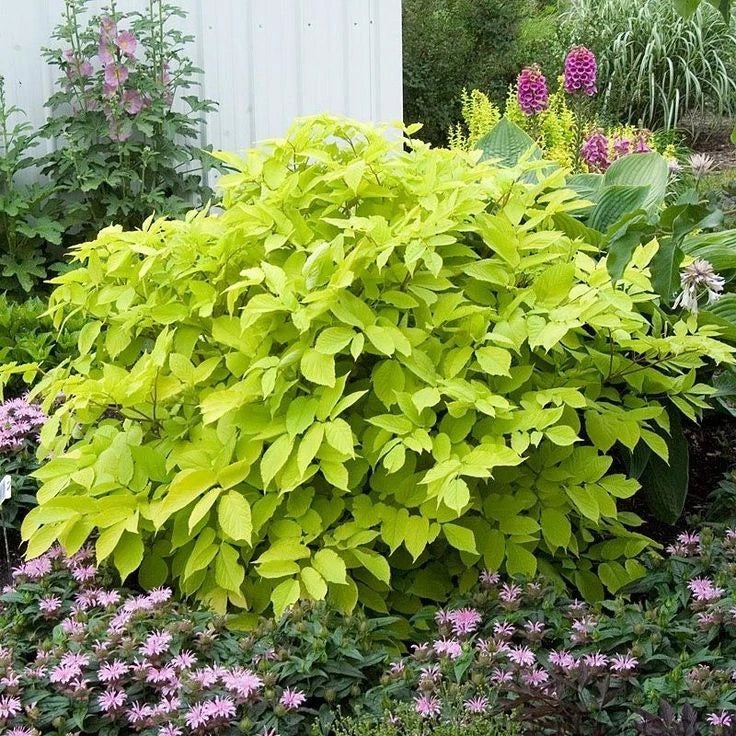 Sun King Japanese Spikenard Plants - Rhizome, Perennial, Aromatic Herb, Polygala tenufolia, Garden Border, Drought Tolerant