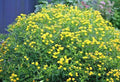 Great St. John's Wort Seeds - 501+ Pack, Native Wildflower Shrub, Medicinal Herb, Hypericum perforatum, Yellow Flowers