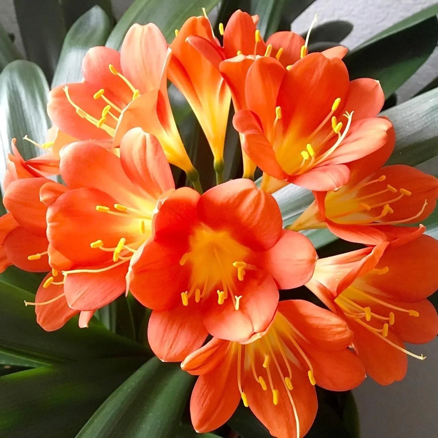 Live Clivia Miniata Plant - Large Orange Flowering Bush Lily - Well-Rooted Indoor/Outdoor Garden Plant