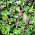 Persian Basil Seeds - Reyhan Herb Garden Pack - Organic Non-GMO - Culinary Middle Eastern Plant - Ocimum basilicum var. purpurascens
