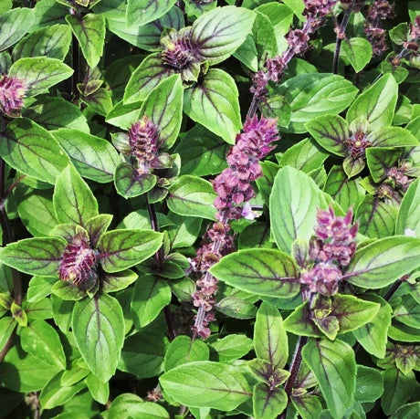 Persian Basil Seeds - Reyhan Herb Garden Pack - Organic Non-GMO - Culinary Middle Eastern Plant - Ocimum basilicum var. purpurascens