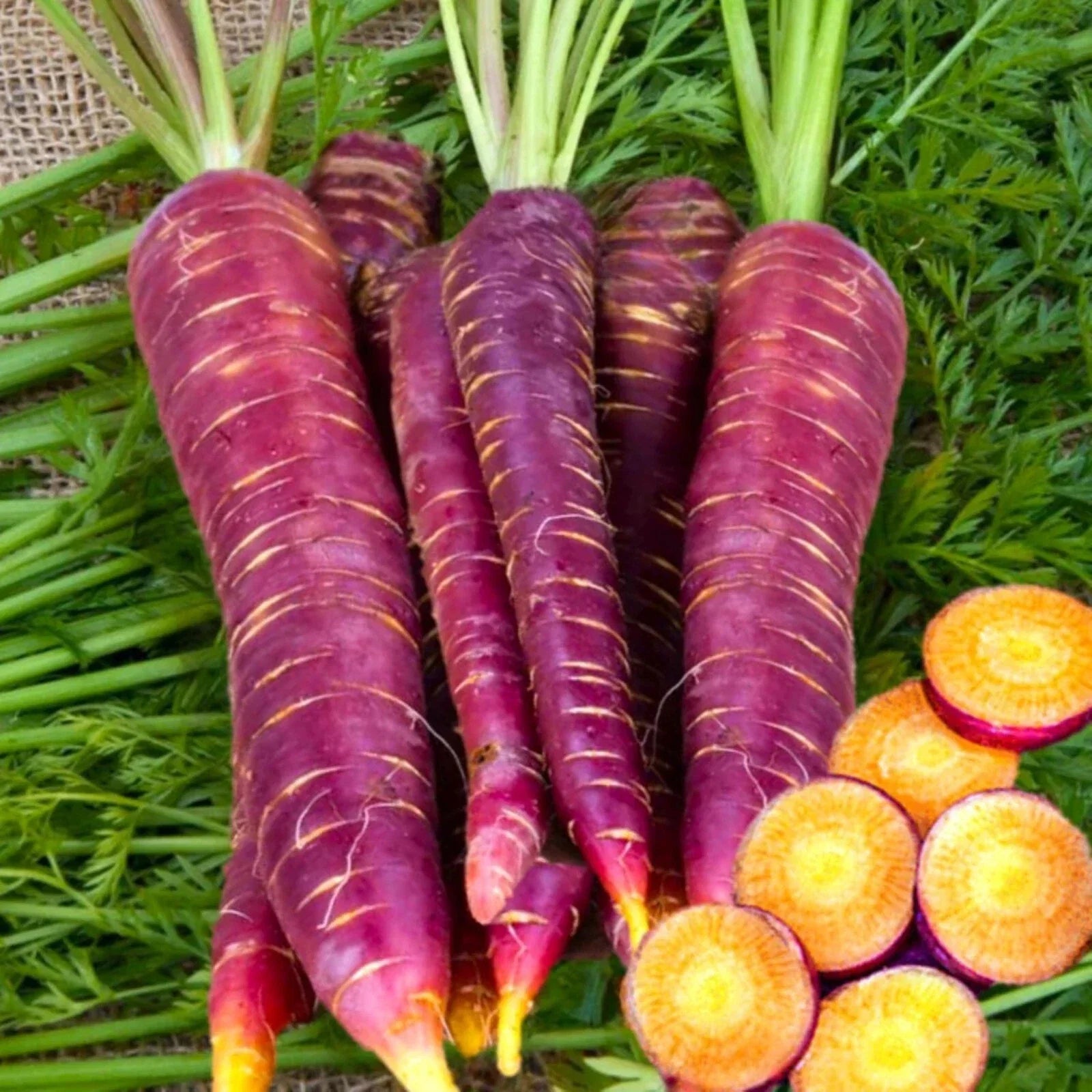 Purple Carrot Seeds - 1000 Non-GMO Heirloom Vegetable Seeds - Daucus carota Subsp. sativus for Home Garden, Full Sun, Easy to Grow