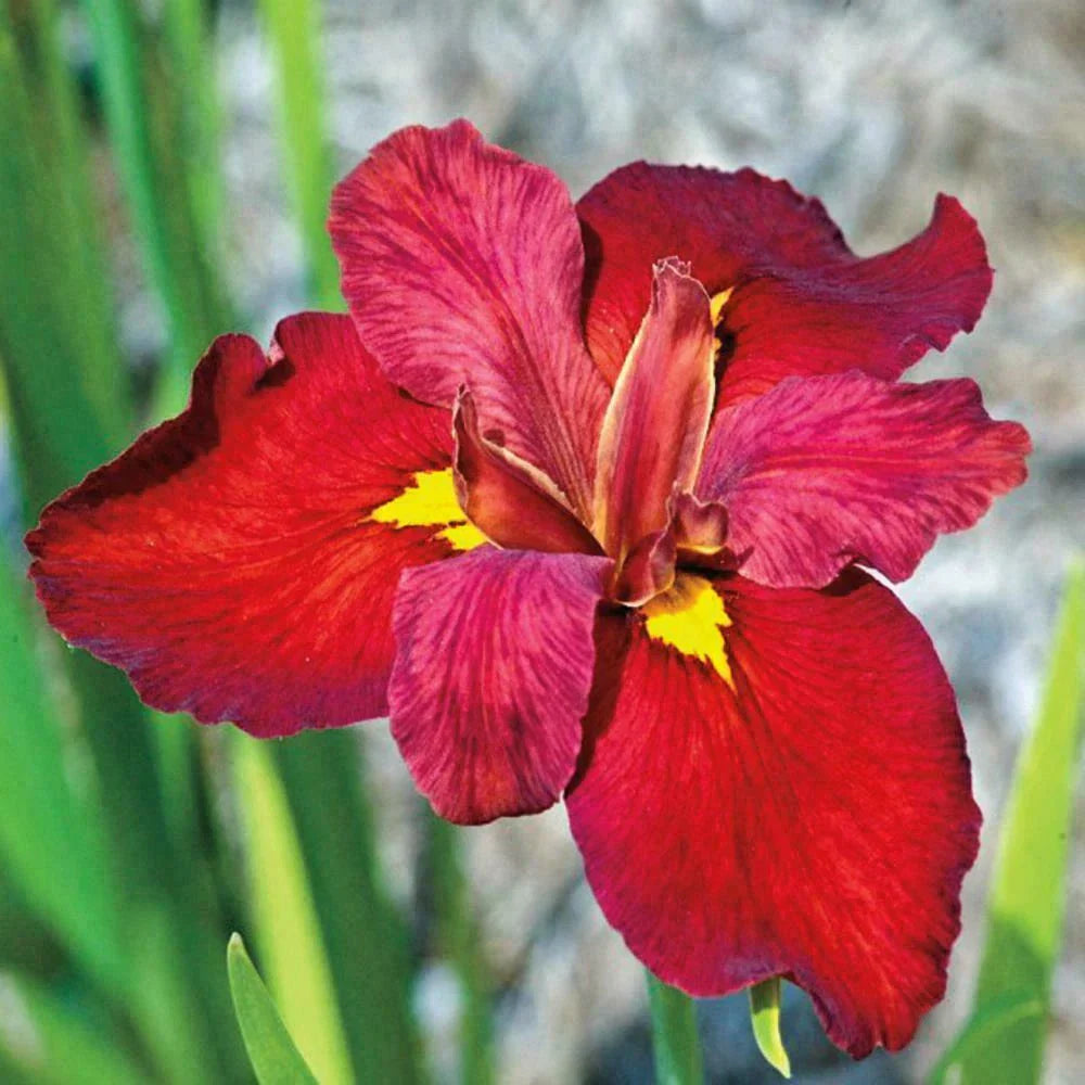 Blooming Size Ann Chowning Red Louisiana Iris - Aquatic Marginal Pond Plant, Iris fulva, Set of 2