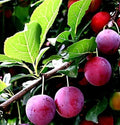 American Plum & Korean Giant Pear Cuttings - Grafting & Rooting, Prunus americana, Pyrus pyrifolia, Fruit Tree Propagation