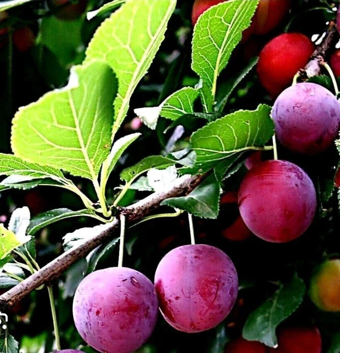 American Plum & Korean Giant Pear Cuttings - Grafting & Rooting, Prunus americana, Pyrus pyrifolia, Fruit Tree Propagation