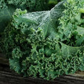 Kale Microgreens Seeds - Blue Curled Scotch Vates Heirloom - Non-GMO, 500 Seeds, Brassica oleracea var. sabellica