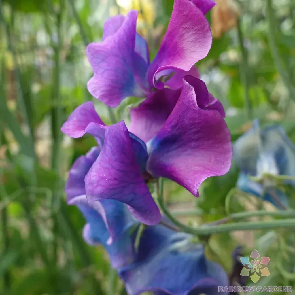 Blue Shift Sweet Pea Seeds - 50+ Pack, Climbing Vine, Fragrant Blue & Purple Blooms, Lathyrus odoratus, Non-GMO, Garden Planting