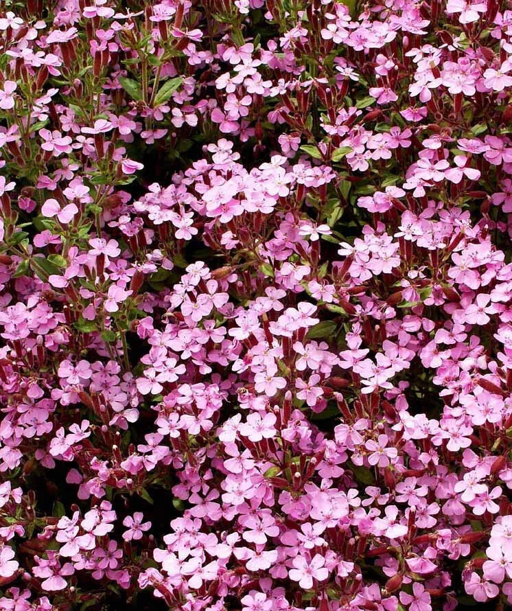 Groundcover Soapwort Seeds - Pink Perennial - Non-GMO, 1000 Seeds - Saponaria ocymoides, Spreading, Mat-Forming
