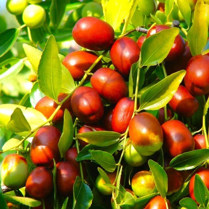 Jujube Tree Seeds | Pack of Seeds | Chinese Red Date | Ziziphus Jujuba | Drought-Tolerant Fruit Tree