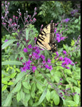 Joe Pye Weed Live Bare Root Plants – 4 Pack, Purple Blooms, Perennial Flowering Plant, Eupatorium purpureum