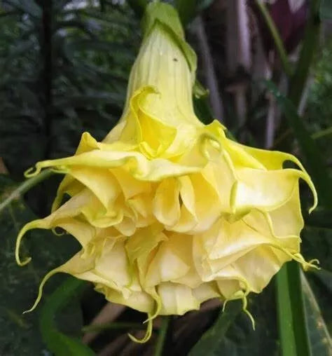 Triple Yellow Angel Trumpet Seeds - Brugmansia spp. Flower Seeds for Garden Planting, Fragrant, Easy to Grow, 10 Seeds