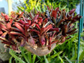 Neoregelia Mo Peppa Plants – Group of 4 Tropical Bromeliads for Indoor & Outdoor Decor