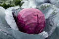 Red Acre Cabbage Seeds - Non-GMO Brassica Oleracea Heirloom Vegetable Seeds for Gardening