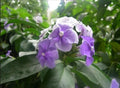 Purple Flowers Jasmine Seeds – Jasminum dichotomum Climbing Vine for Gardens & Containers, 15 Seeds