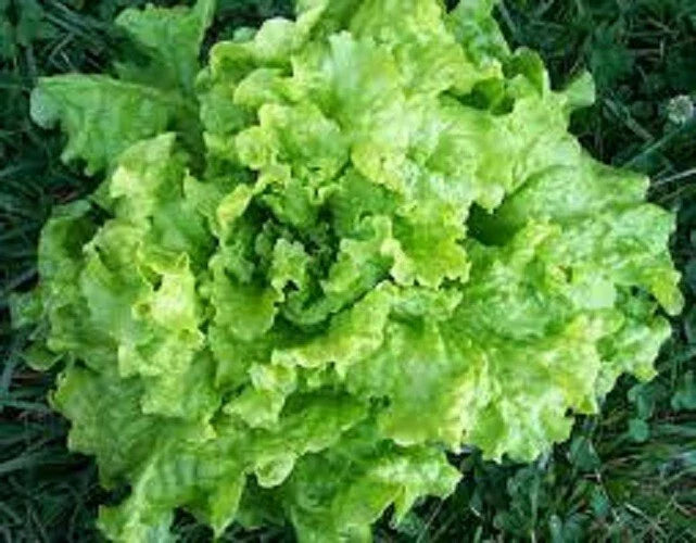 Black Seeded Simpson Lettuce Seeds - Organic Heirloom, Non-GMO, Leafy, Lactuca sativa