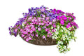Petunia Flower Seeds | 200+ Non-GMO Seeds | Vibrant Colors & Rare Varieties | Petunia × atkinsiana
