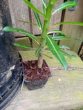 Pachypodium Rutenbergianum Potted Plant - 12 to 16 Inches Tall - Fully Rooted Succulent