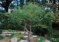 Corkscrew Willow Tree Cuttings Live Branches with Curled Leaves Salix babylonica 'Tortuosa' 2 Pack