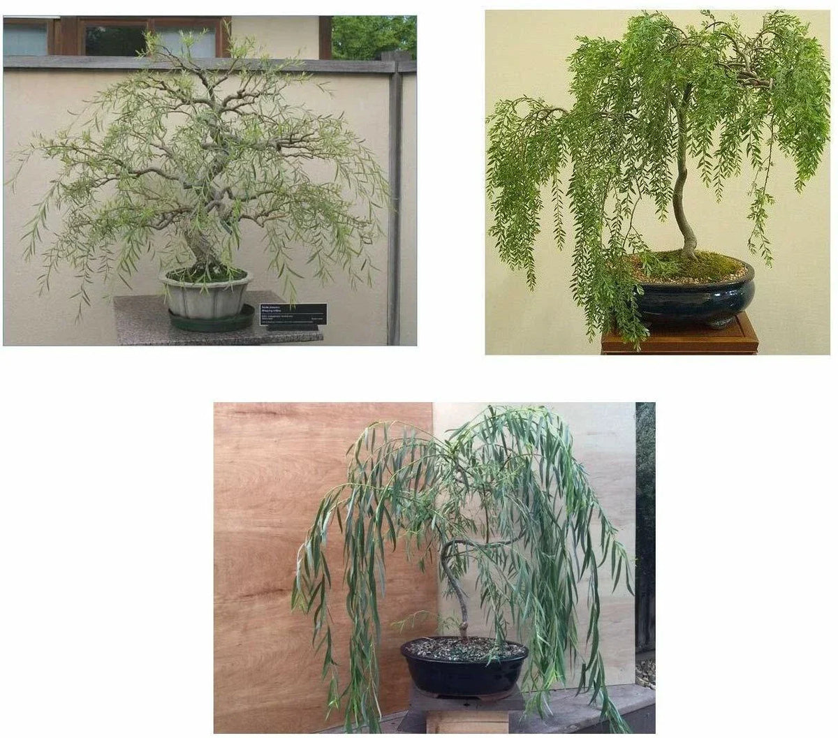 Bonsai Willow Tree Bundle - 3 Large Trunk Cuts - Exotic Salix Bonsai for Indoor & Outdoor Gardening