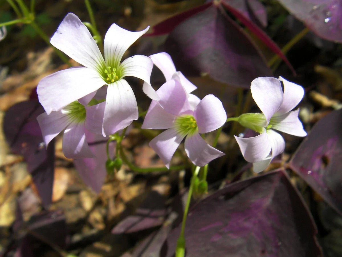 Purple Shamrock Rhizomes - 6 Roots, Edible Oxalis Triangularis, Compact Plant for Gardens & Containers