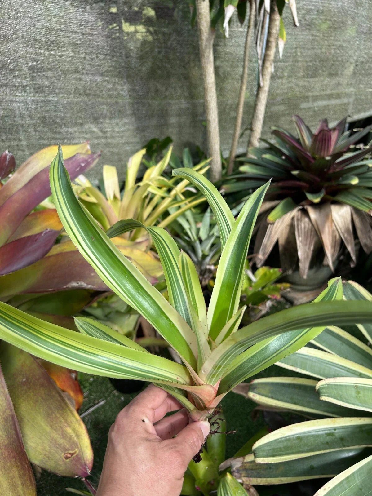 Bromeliad Plant - Potted Aechmea 'Melodrama' - Tropical Indoor Houseplant with Pink and Blue Flowers