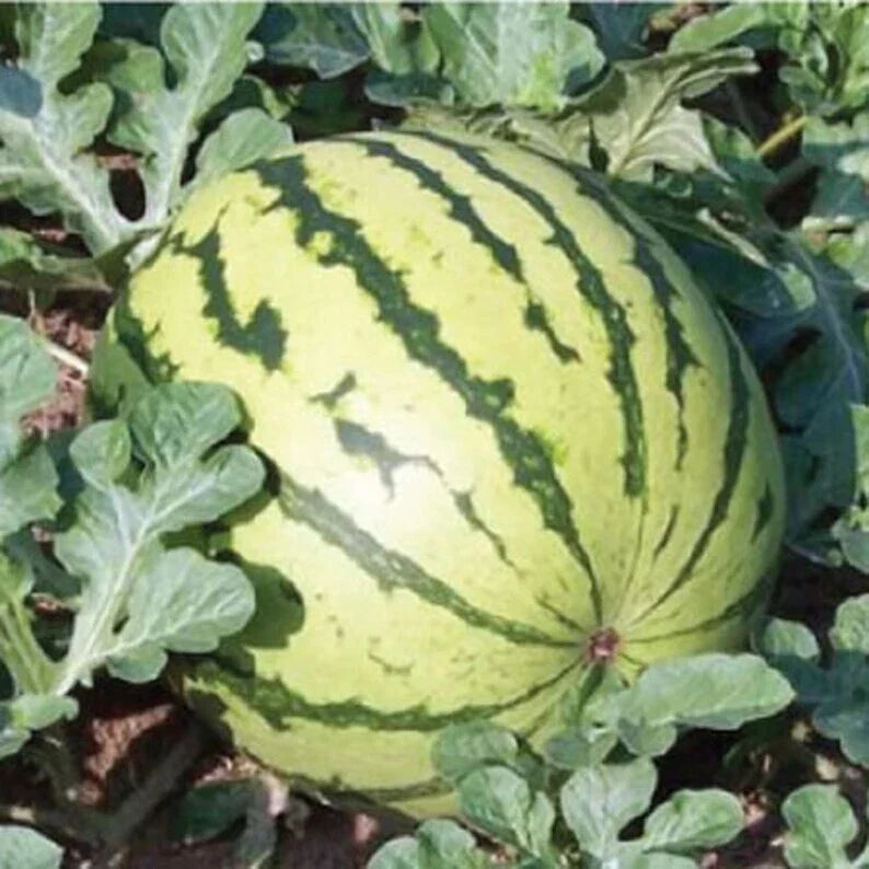 Dixie Queen Watermelon Seeds – Organic, Non-GMO, USA Grown, 20 Seeds for Home Garden, Juicy, Sweet Citrullus lanatus