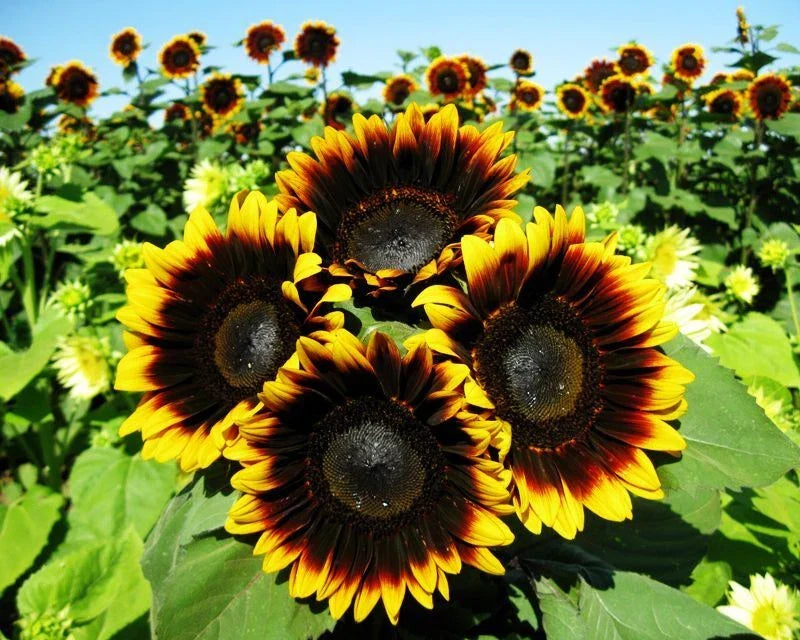 Pro Cut Bi-Color Sunflower Seeds Pack of 50 | Helianthus annuus Garden Planting | Vibrant Yellow & Orange Flowers