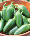 Bulk Jalapeno Pepper Seeds - 500 Seeds for Planting, Capsicum annuum, Spicy Vegetable, Garden or Container Growth