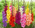 Gladiolus Bulbs - Mixed Colors - Flower Bulbs for Garden - Gladiolus hortulanus