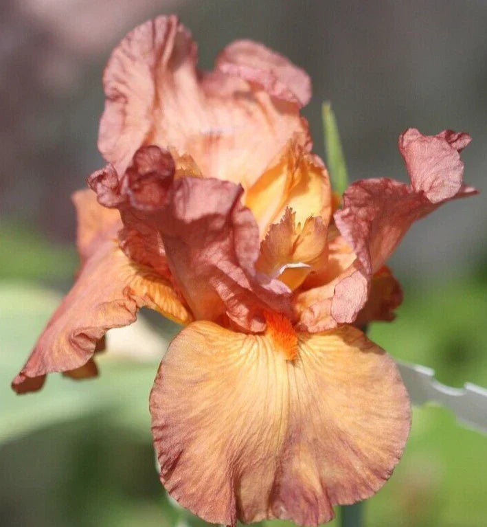 Iris Rhizome - Copper Classic - Iris Germanica - Hardy Perennial Flower Plant for Garden, Borders, and Cut Flowers