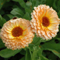 Calendula Seeds - Pink Surprise Heirloom Edible Flowers - Calendula officinalis - Full Sun - 100 Seeds